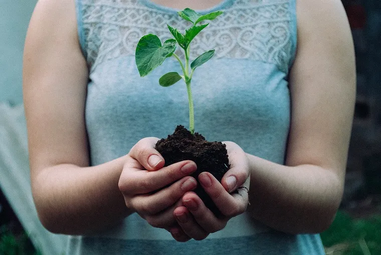 tree plant seedling