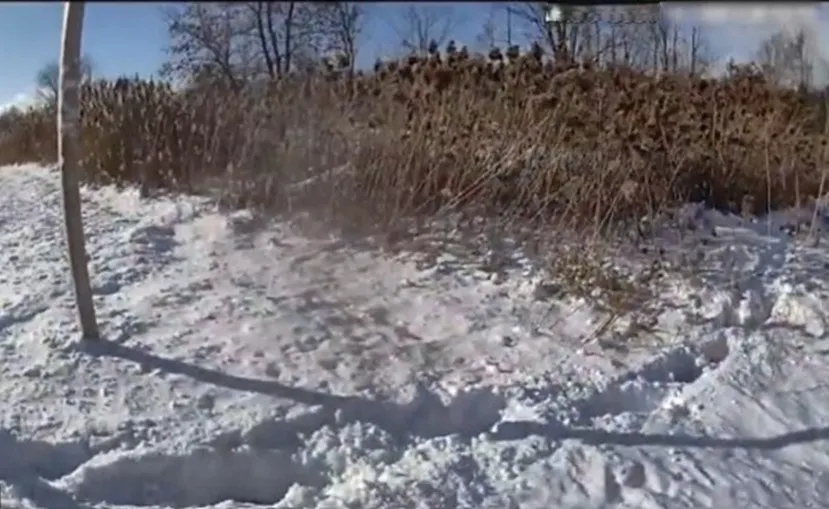 winter snow brush