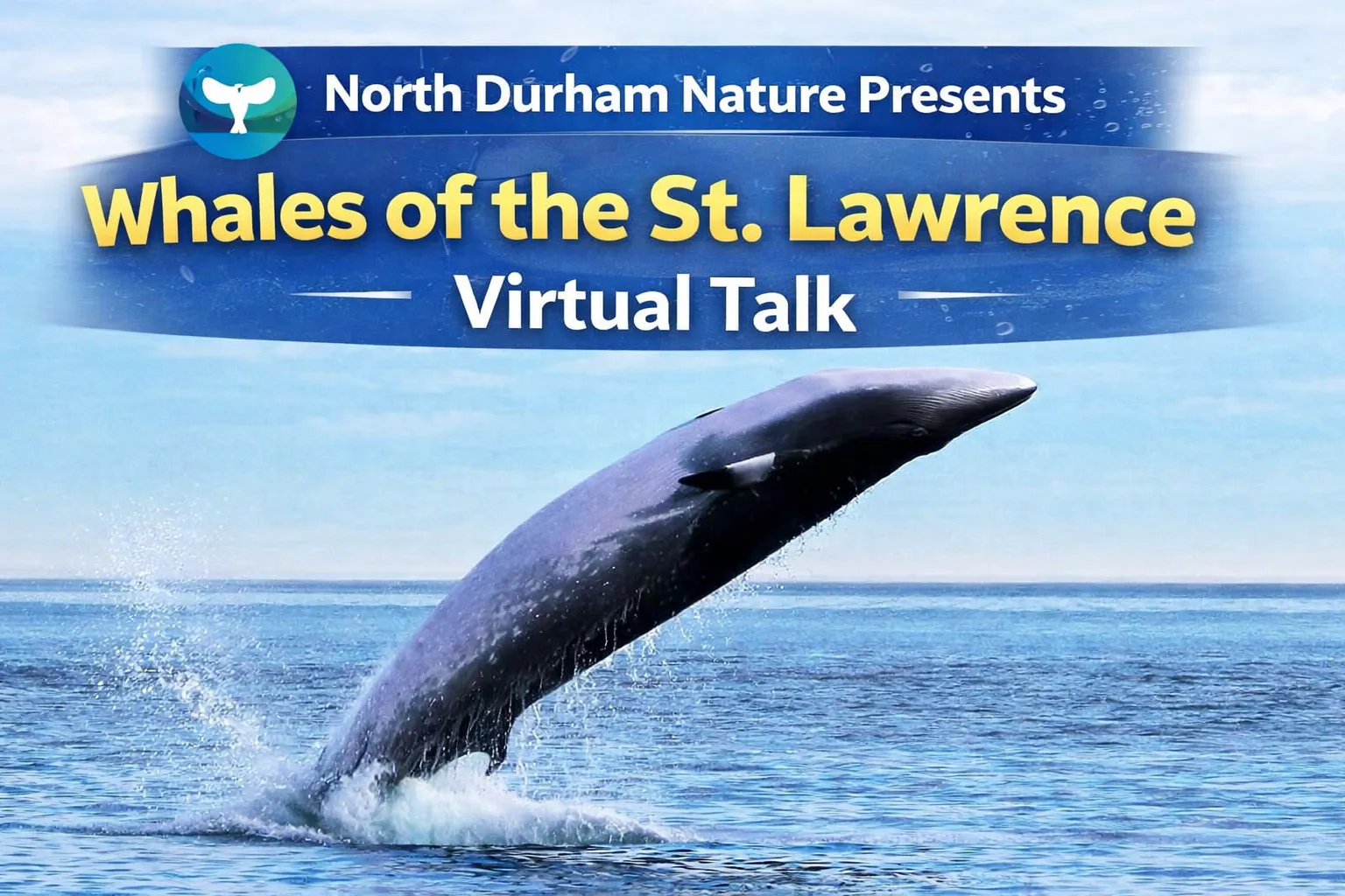 north durham nature presents whales of the st. lawrence virtual talk
