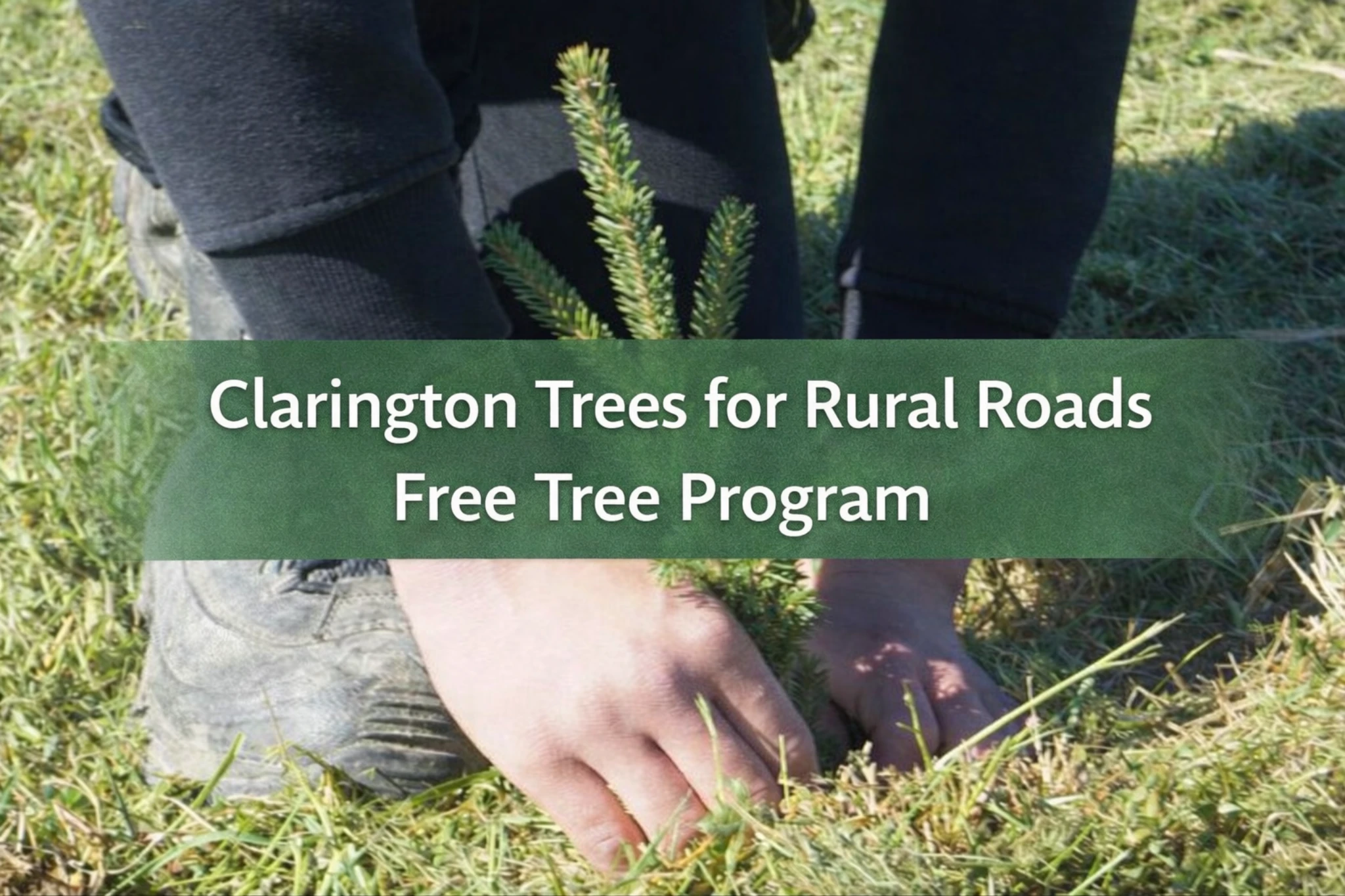 clarington trees for rural roads free tree program