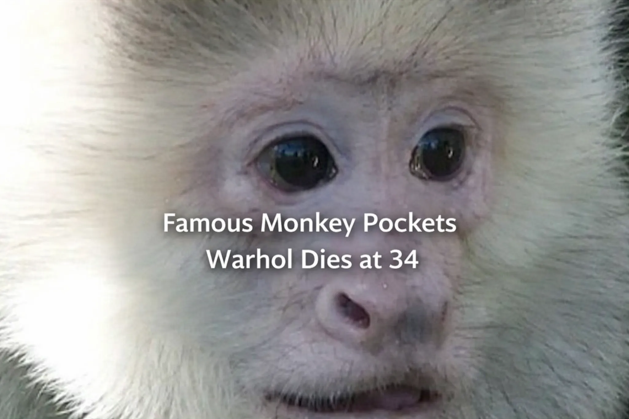 famous monkey pockets warhol dies at 34