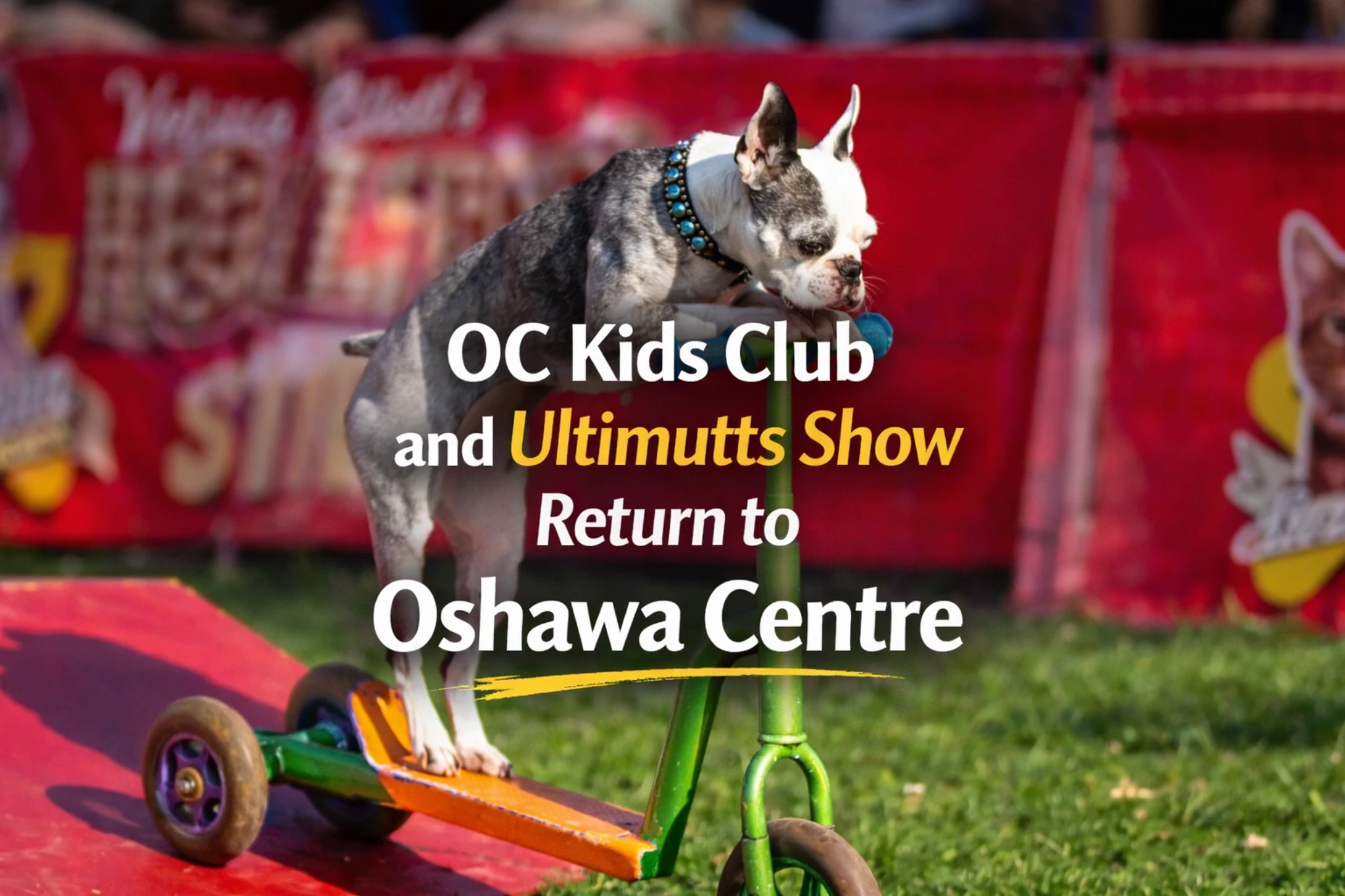 oc kids club and ultimutts animal actors show return to oshawa centre for march break