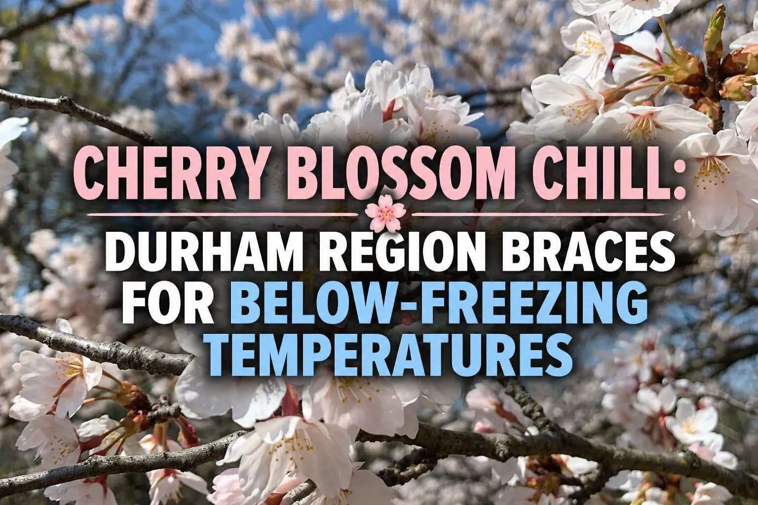 cherry blossom chill durham region braces frost