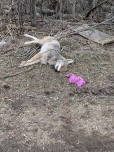Coyotes Becoming a More Common Sight Across Durham Region Dead coyote next to walking trsail