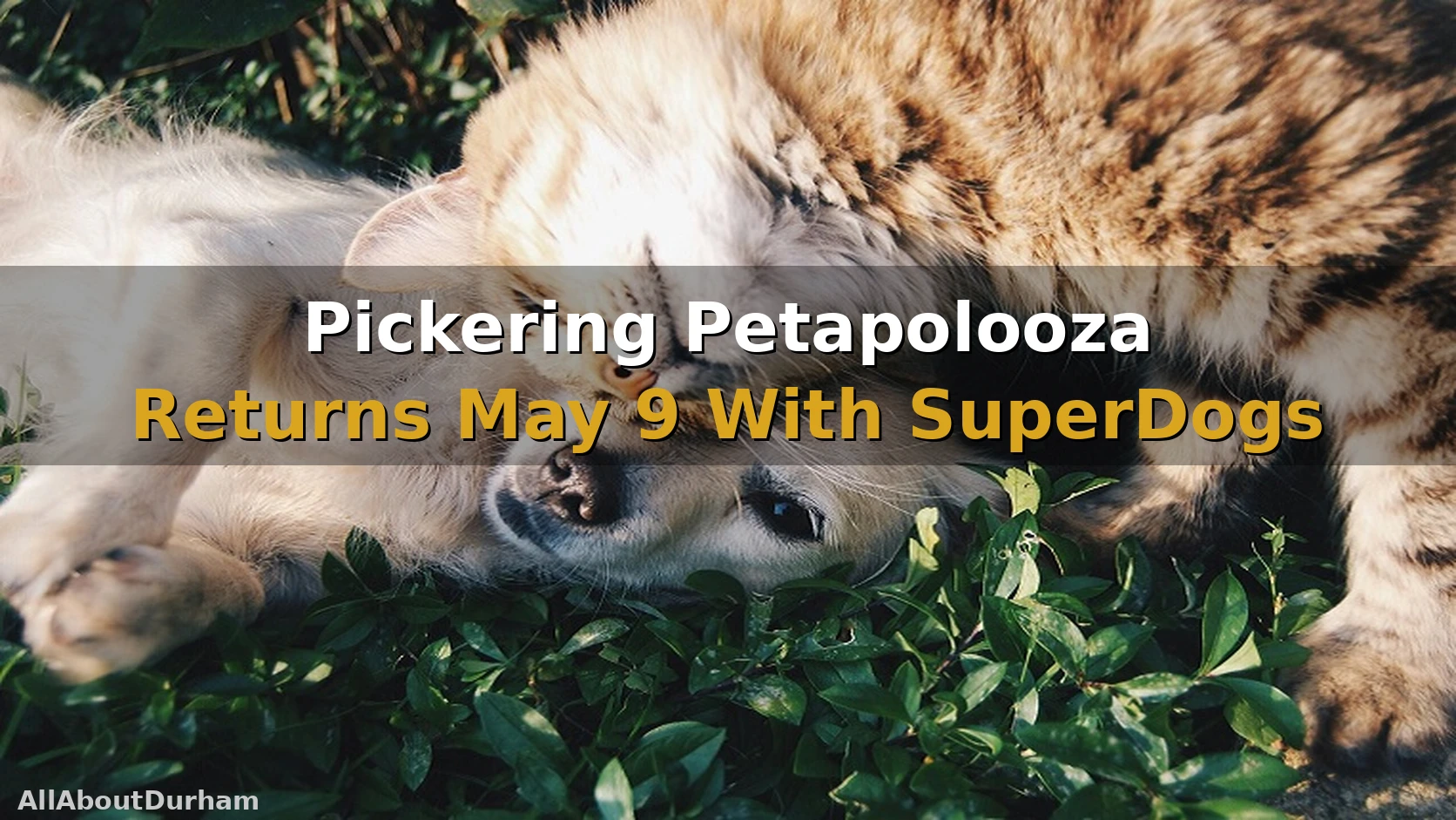 Pickering Petapolooza Returns May 9 With SuperDogs and DockDogs