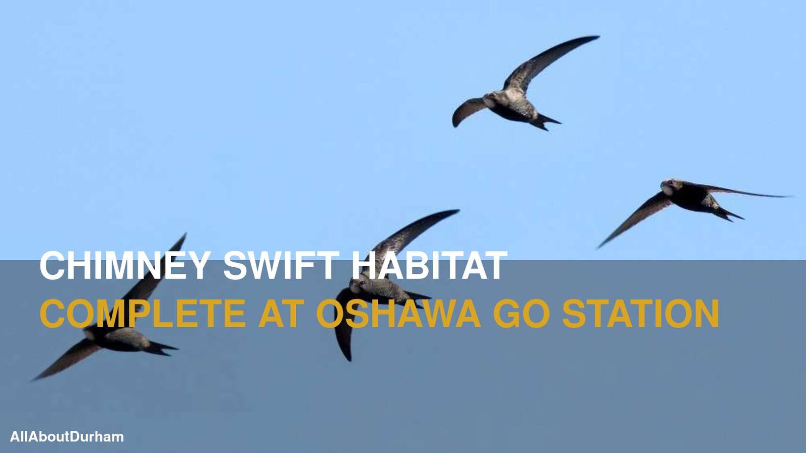 Chimney Swift Habitat Now Complete at Future Oshawa GO Station