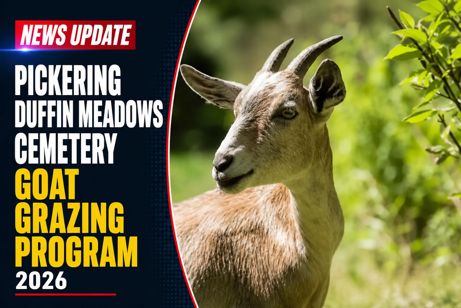 goat grazing