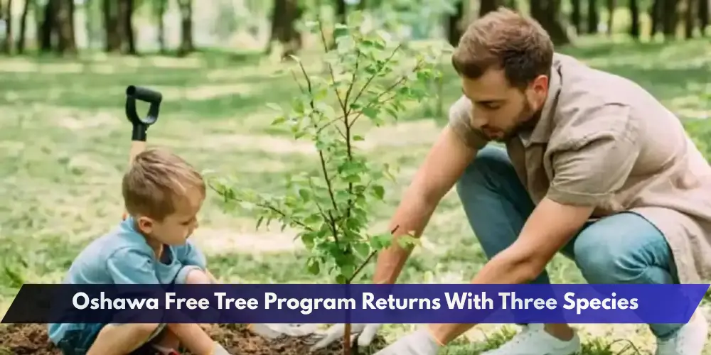 Oshawa Free Tree Program Returns With Three Species