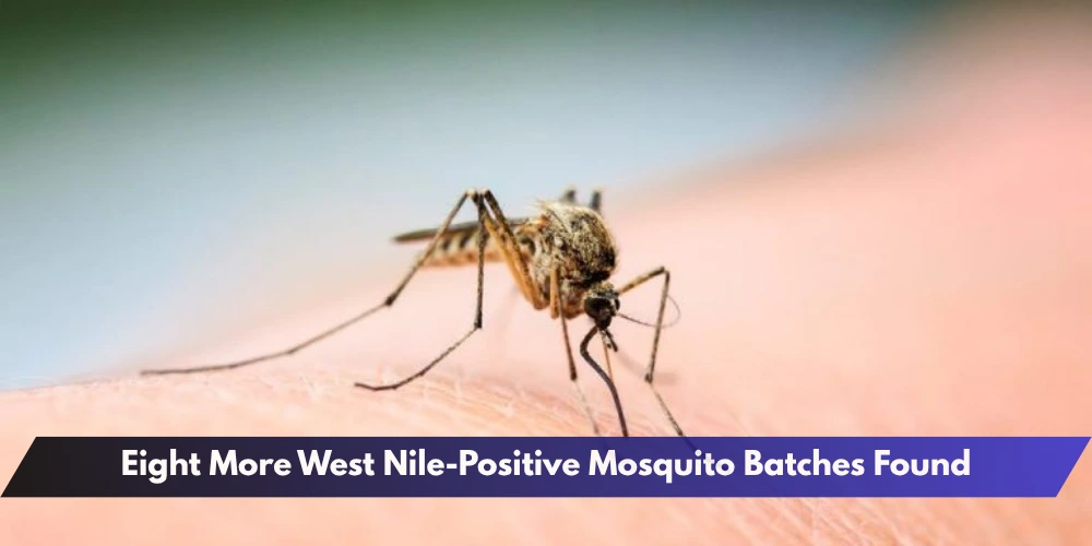 Eight More West Nile-Positive Mosquito Batches Found