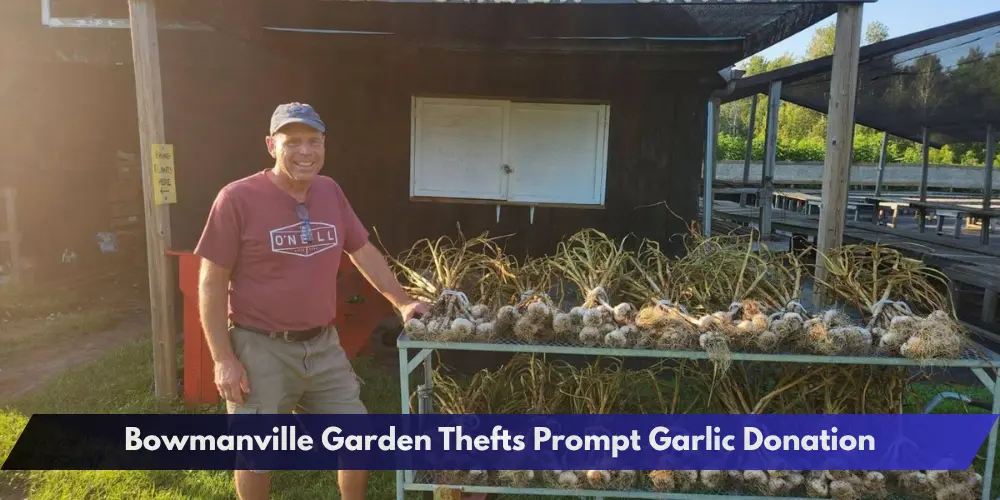 Bowmanville Garden Thefts Prompt Garlic Donation